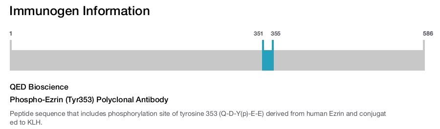 Phospho-Ezrin (Tyr353) Polyclonal Antibody