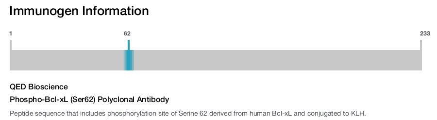 Phospho-Bcl-xL (Ser62) Polyclonal Antibody