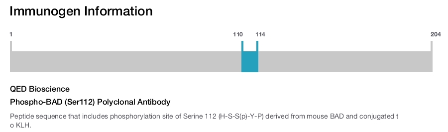 Phospho-BAD (Ser112) Polyclonal Antibody