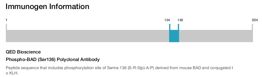 Phospho-BAD (Ser136) Polyclonal Antibody