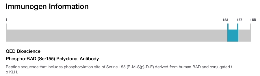 Phospho-BAD (Ser155) Polyclonal Antibody