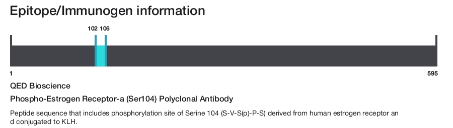 Phospho-Estrogen Receptor-a (Ser104) Polyclonal Antibody