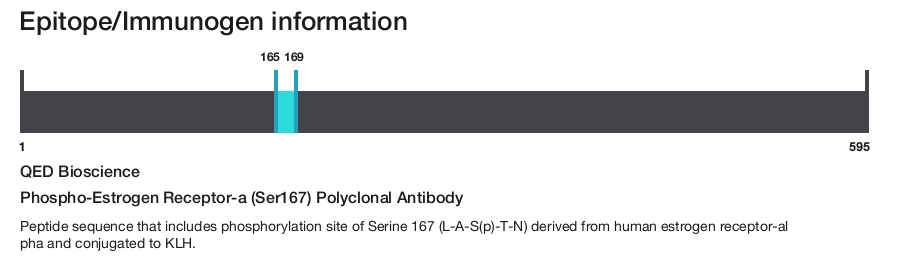 Phospho-Estrogen Receptor-a (Ser167) Polyclonal Antibody
