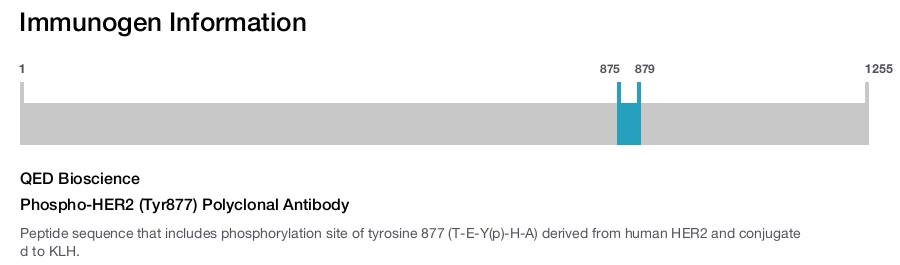 Phospho-HER2 (Tyr877) Polyclonal Antibody