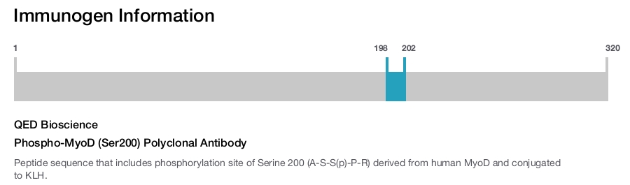 Phospho-MyoD (Ser200) Polyclonal Antibody