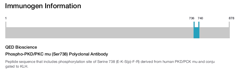 Phospho-PKD/PKC mu (Ser738) Polyclonal Antibody