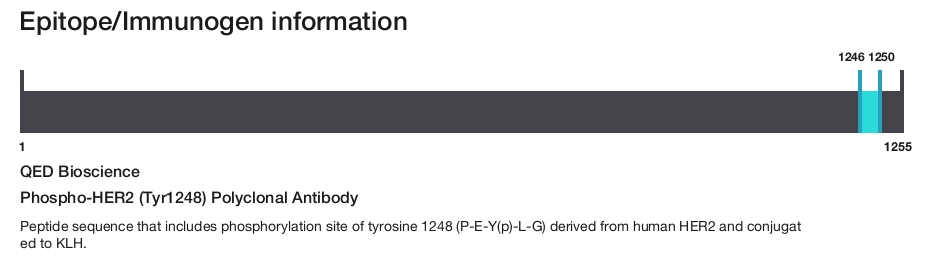 Phospho-HER2 (Tyr1248) Polyclonal Antibody