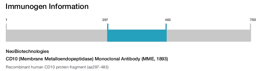 CD10 (Membrane Metalloendopeptidase) Monoclonal Antibody (MME, 1893)