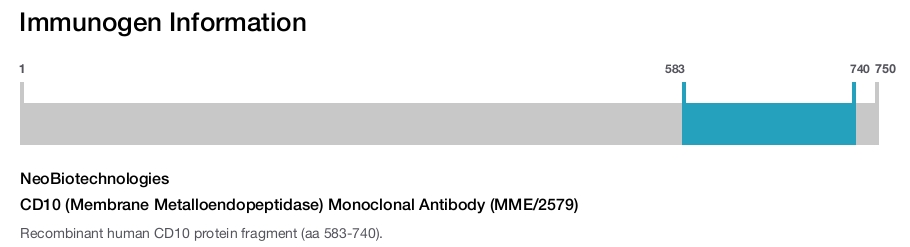 CD10 (Membrane Metalloendopeptidase) Monoclonal Antibody (MME/2579)