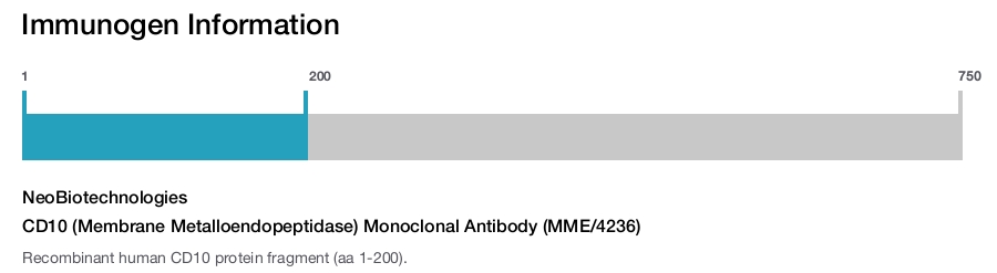 CD10 (Membrane Metalloendopeptidase) Monoclonal Antibody (MME/4236)