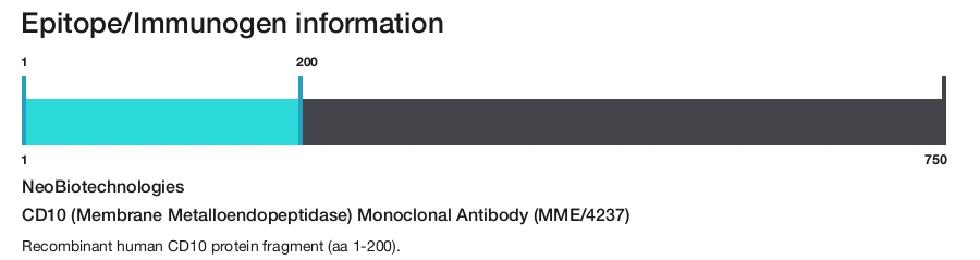 CD10 (Membrane Metalloendopeptidase) Monoclonal Antibody (MME/4237)