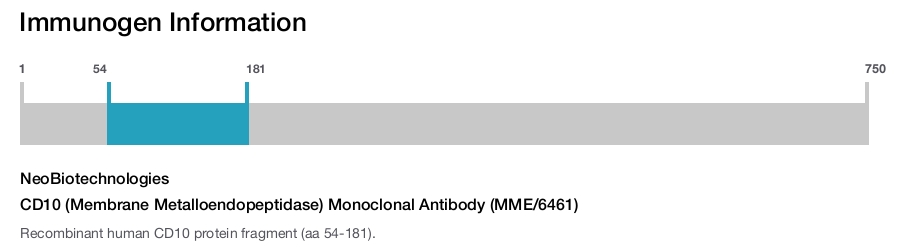 CD10 (Membrane Metalloendopeptidase) Monoclonal Antibody (MME/6461)
