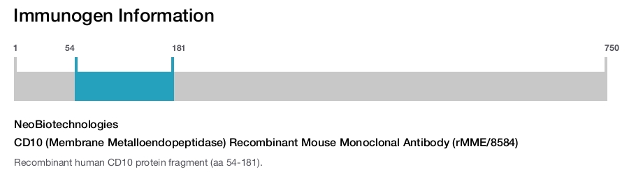 CD10 (Membrane Metalloendopeptidase) Recombinant Mouse Monoclonal Antibody (rMME/8584)