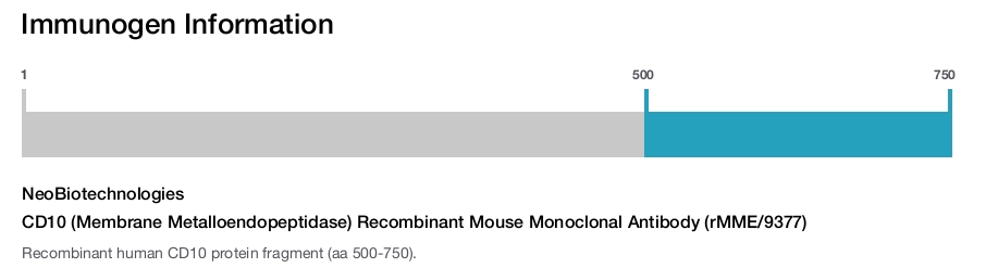 CD10 (Membrane Metalloendopeptidase) Recombinant Mouse Monoclonal Antibody (rMME/9377)