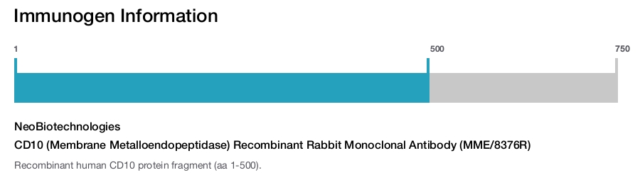 CD10 (Membrane Metalloendopeptidase) Recombinant Rabbit Monoclonal Antibody (MME/8376R)