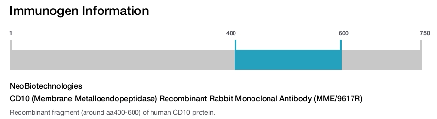 CD10 (Membrane Metalloendopeptidase) Recombinant Rabbit Monoclonal Antibody (MME/9617R)
