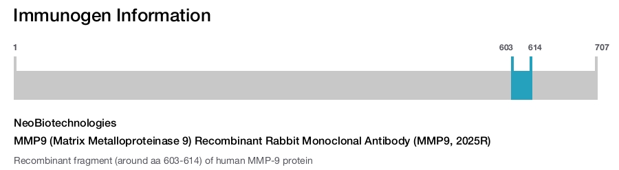 MMP9 (Matrix Metalloproteinase 9) Recombinant Rabbit Monoclonal Antibody (MMP9, 2025R)