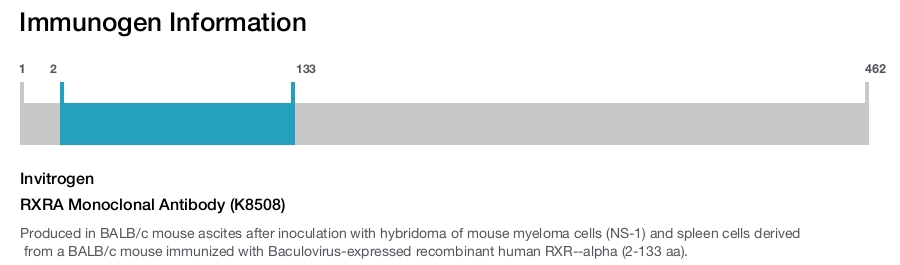 RXRA Monoclonal Antibody (K8508)