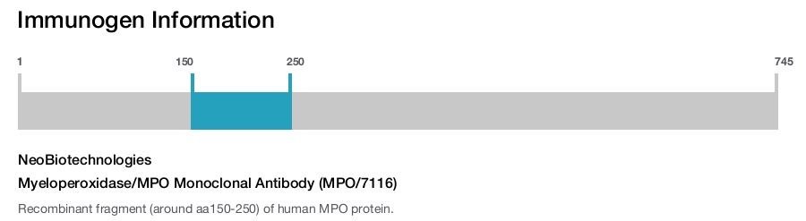 Myeloperoxidase/MPO Monoclonal Antibody (MPO/7116)