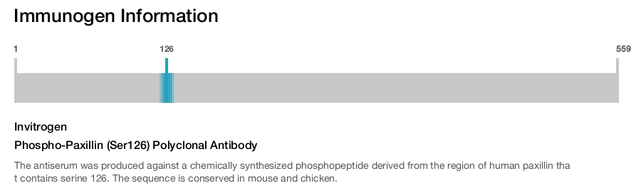 Phospho-Paxillin (Ser126) Polyclonal Antibody