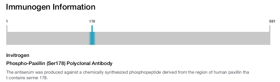 Phospho-Paxillin (Ser178) Polyclonal Antibody