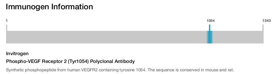 Phospho-VEGF Receptor 2 (Tyr1054) Polyclonal Antibody