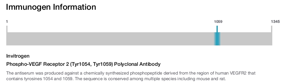 Phospho-VEGF Receptor 2 (Tyr1054, Tyr1059) Polyclonal Antibody