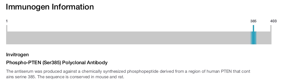 Phospho-PTEN (Ser385) Polyclonal Antibody