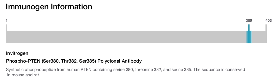 Phospho-PTEN (Ser380, Thr382, Ser385) Polyclonal Antibody