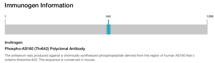 Phospho-AS160 (Thr642) Polyclonal Antibody