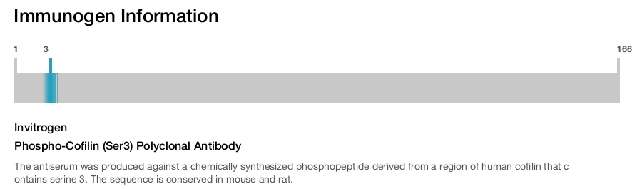 Phospho-Cofilin (Ser3) Polyclonal Antibody