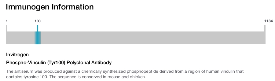 Phospho-Vinculin (Tyr100) Polyclonal Antibody