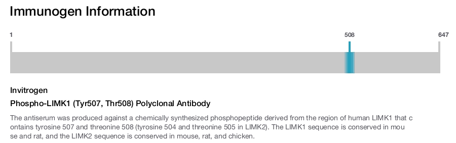 Phospho-LIMK1 (Tyr507, Thr508) Polyclonal Antibody