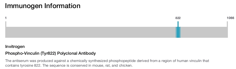 Phospho-Vinculin (Tyr822) Polyclonal Antibody