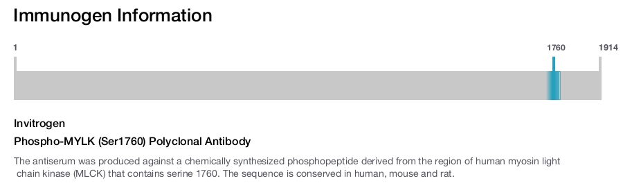 Phospho-MYLK (Ser1760) Polyclonal Antibody