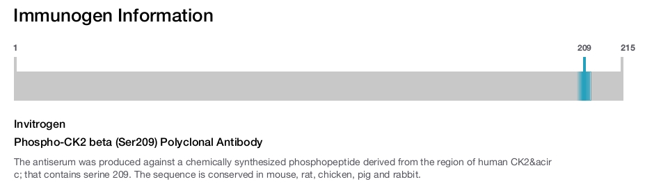Phospho-CK2 beta (Ser209) Polyclonal Antibody