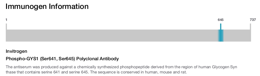Phospho-GYS1 (Ser641, Ser645) Polyclonal Antibody