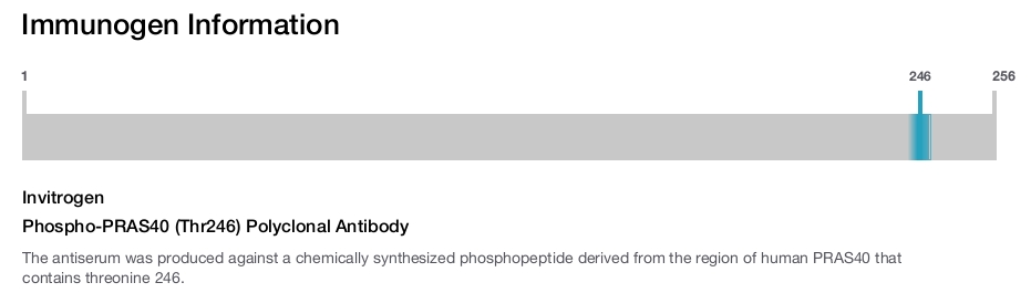 Phospho-PRAS40 (Thr246) Polyclonal Antibody