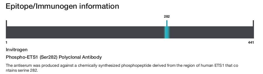Phospho-ETS1 (Ser282) Polyclonal Antibody