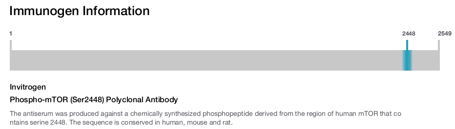 Phospho-mTOR (Ser2448) Polyclonal Antibody