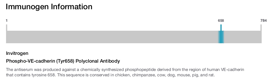 Phospho-VE-cadherin (Tyr658) Polyclonal Antibody