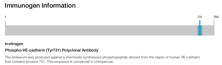 Phospho-VE-cadherin (Tyr731) Polyclonal Antibody