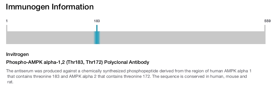 Phospho-AMPK alpha-1,2 (Thr183, Thr172) Polyclonal Antibody
