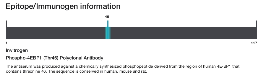 Phospho-4EBP1 (Thr46) Polyclonal Antibody