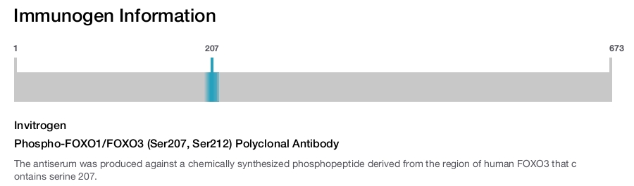 Phospho-FOXO1/FOXO3 (Ser207, Ser212) Polyclonal Antibody