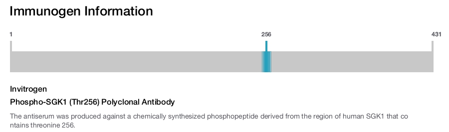 Phospho-SGK1 (Thr256) Polyclonal Antibody