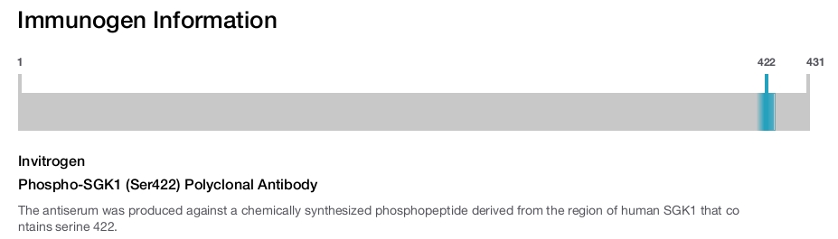 Phospho-SGK1 (Ser422) Polyclonal Antibody