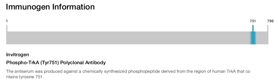 Phospho-TrkA (Tyr751) Polyclonal Antibody