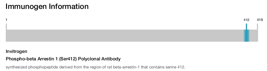 Phospho-beta Arrestin 1 (Ser412) Polyclonal Antibody