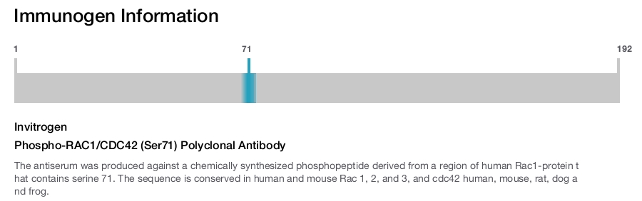 Phospho-RAC1/CDC42 (Ser71) Polyclonal Antibody